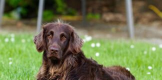 Ile kosztuje leczenie psa po kleszczu? pies