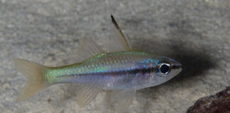 Apogon exostigma – tajemnicza ryba, o której mało kto słyszał, a warto ją poznać ryba apogon exostigma